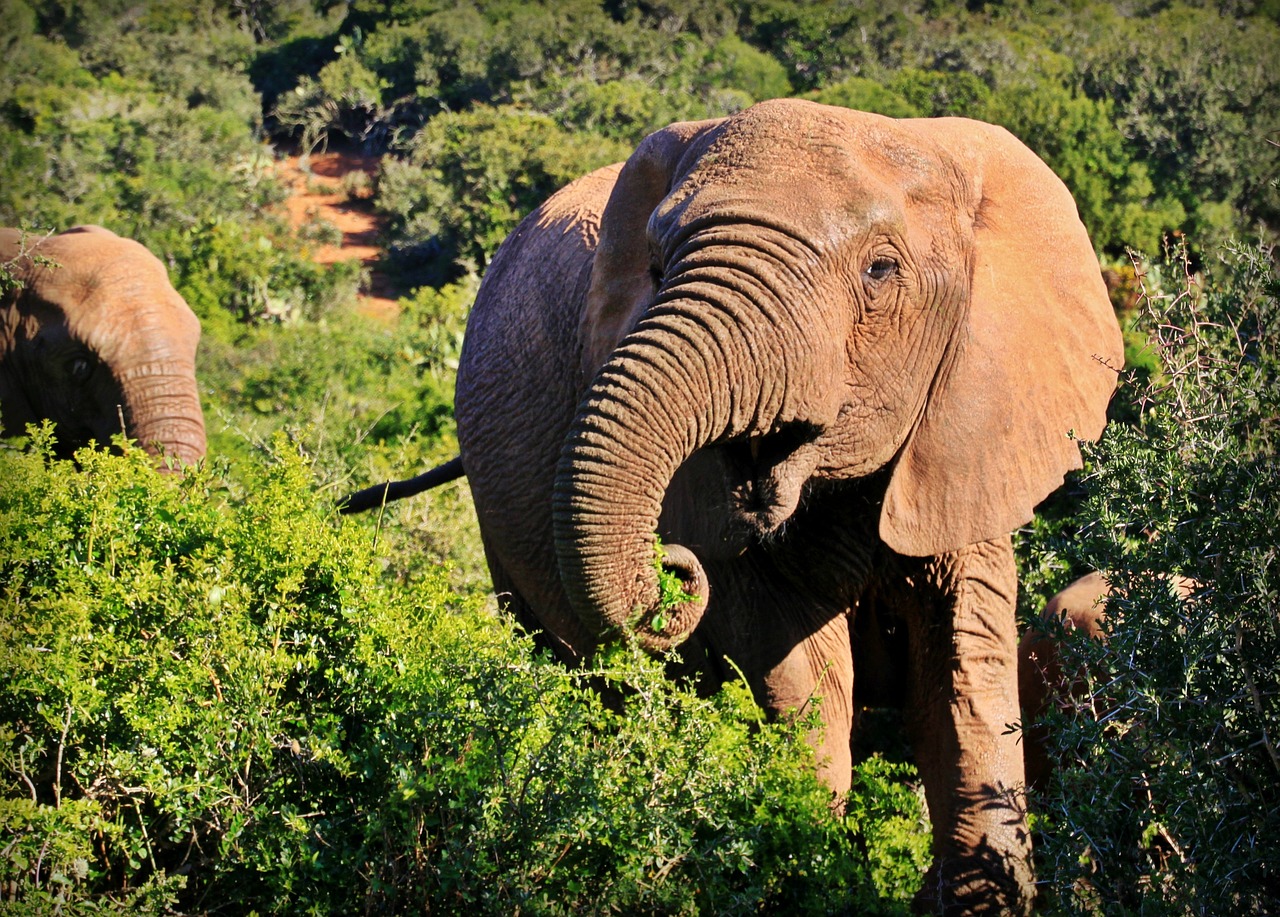 elephant animal african bush elephant free photo