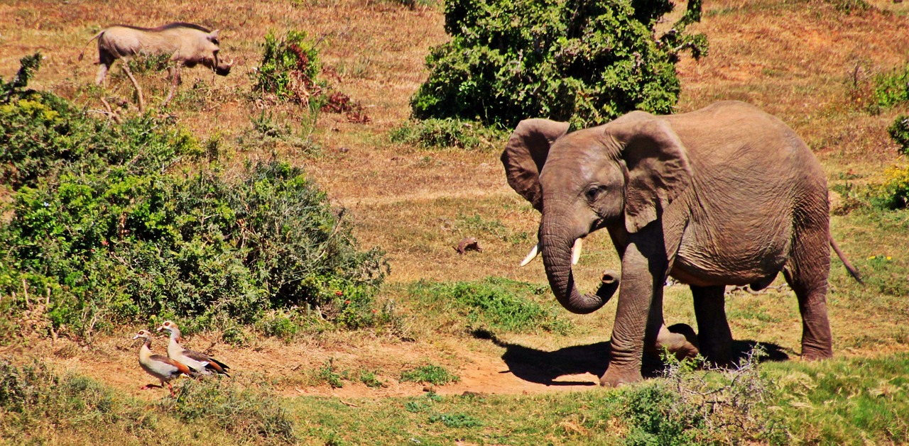 elephant animal african bush elephant free photo