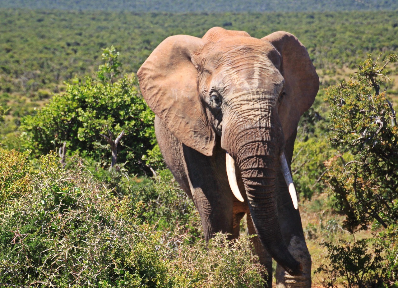 elephant animal african bush elephant free photo