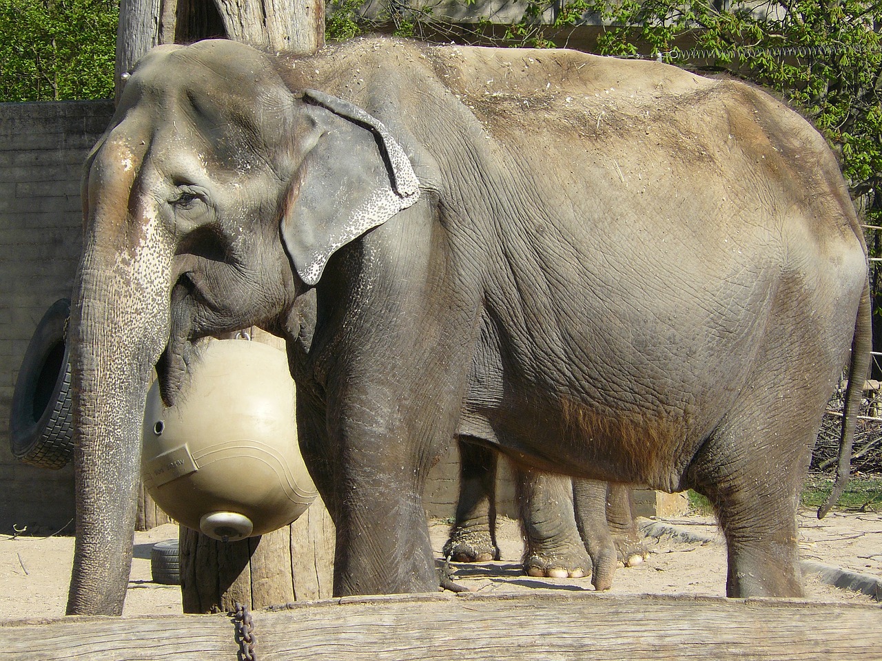 elephant zoo animals free photo