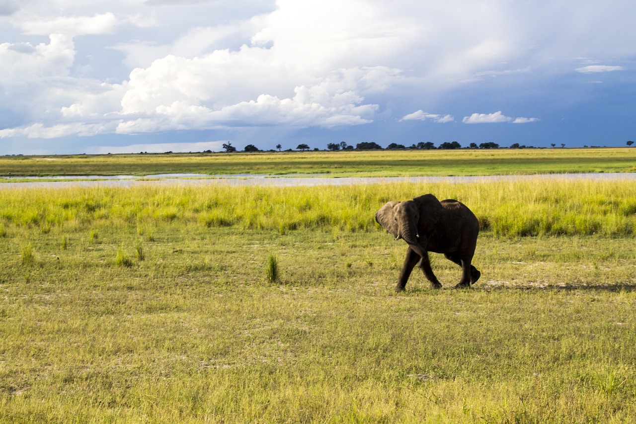 elephant africa wildlife free photo