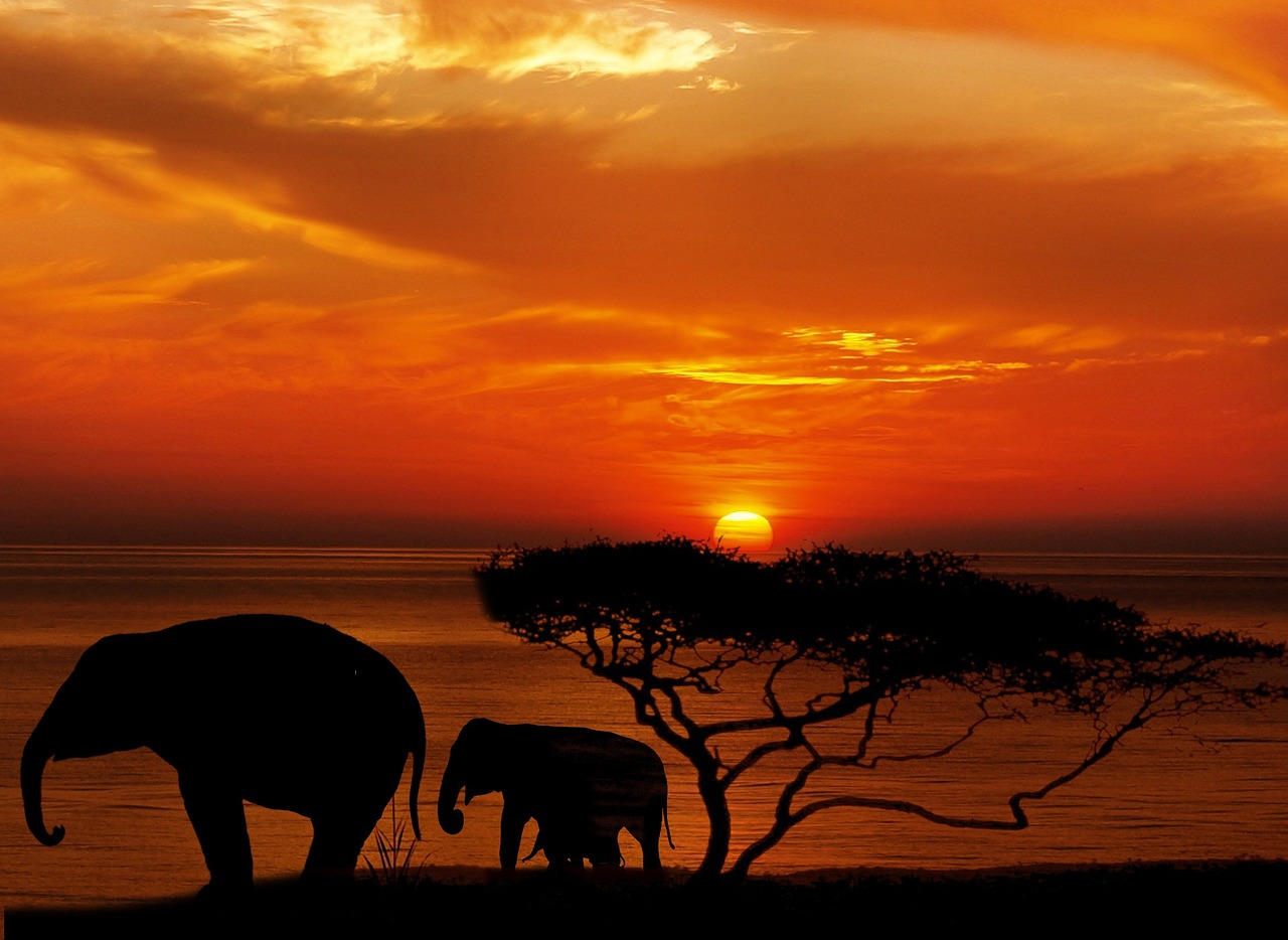 elephant tree africa free photo