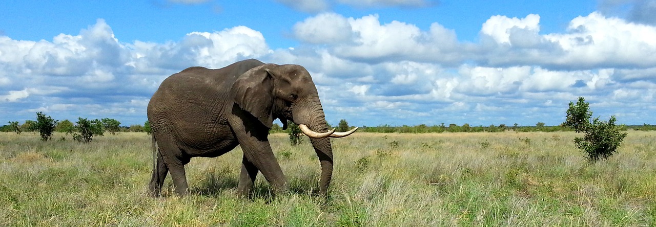 elephant kruger national park south africa free photo