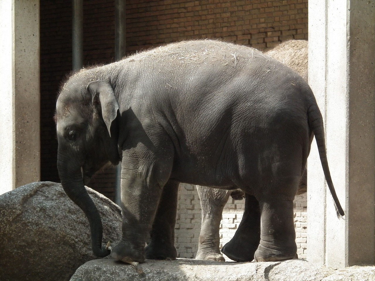 elephant zoo hotels in berlin free photo