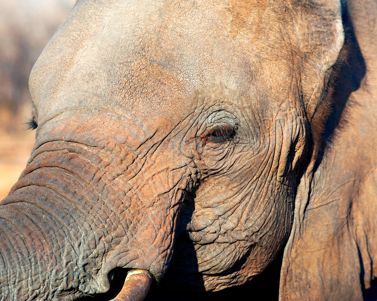 elephant pachyderm eye free photo