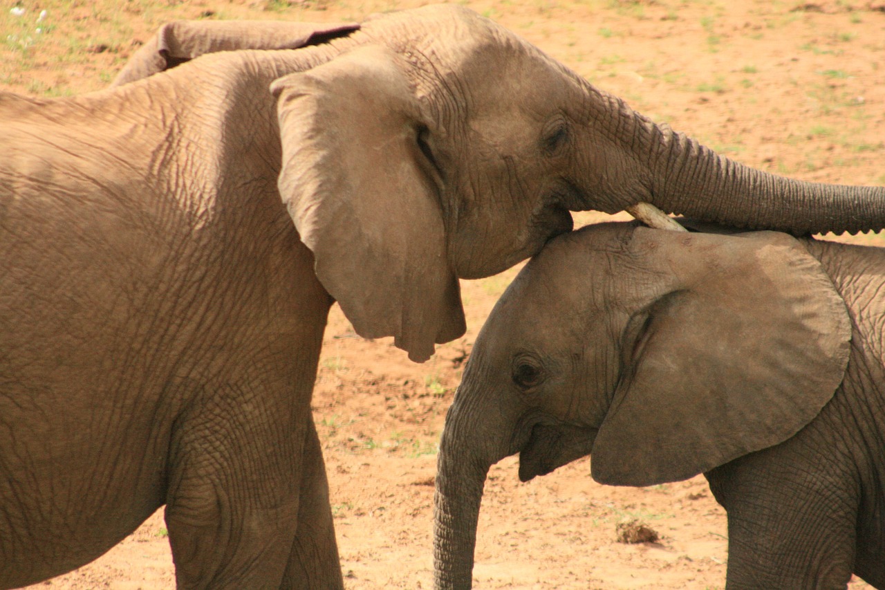 elephant africa wild free photo