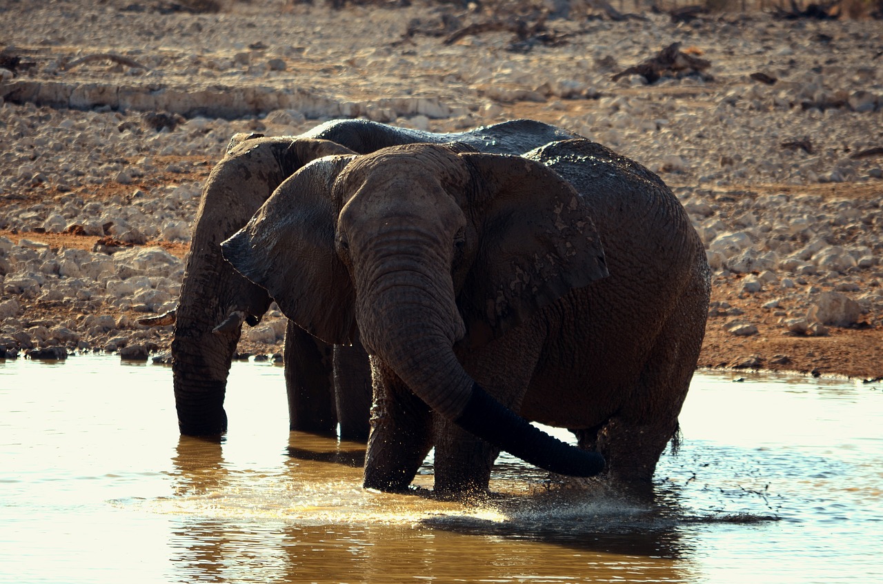 elephant group family free photo