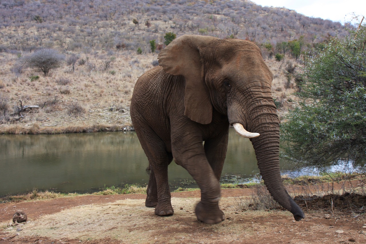 elephant africa large free photo