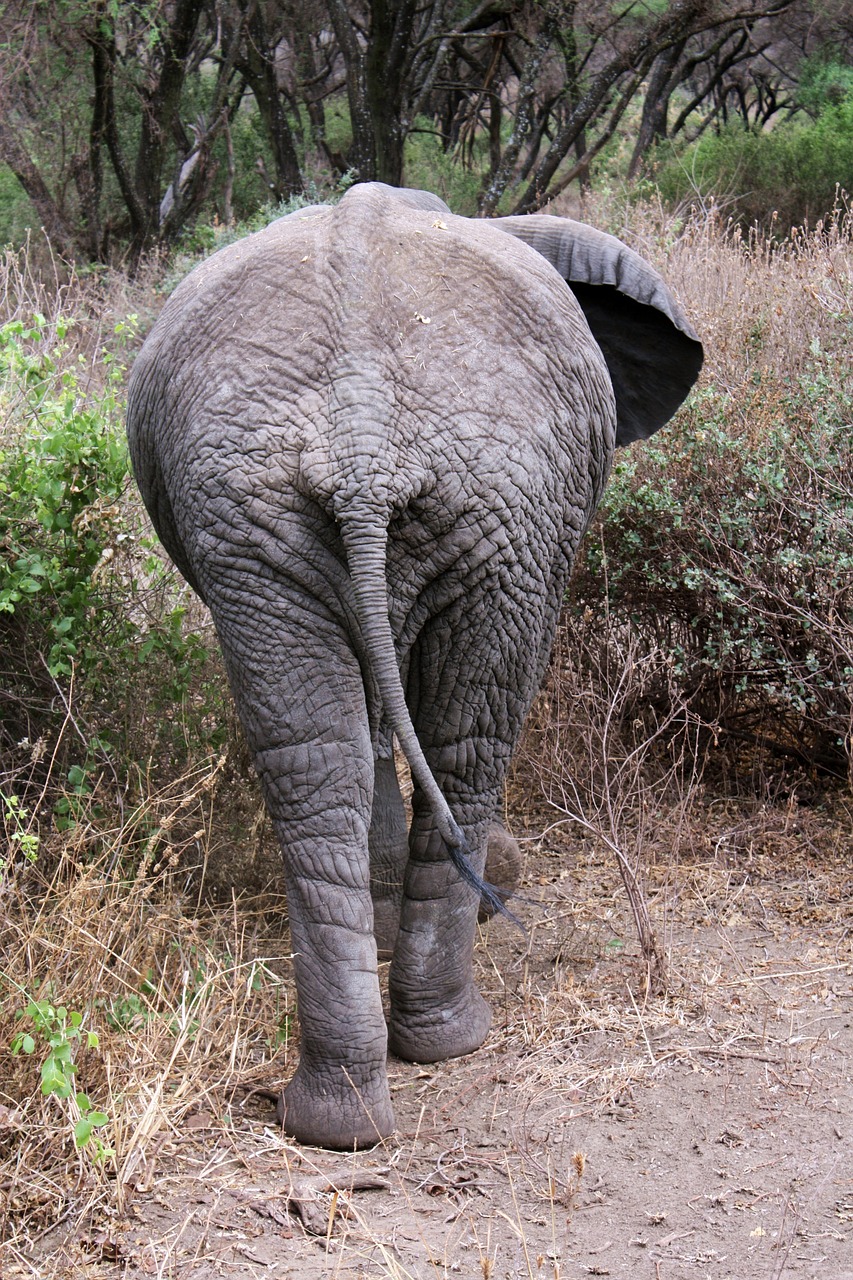 elephant safari tanzania free photo