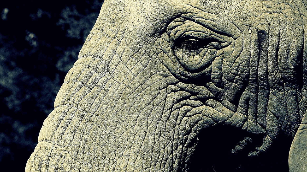 elephant trunk eye free photo