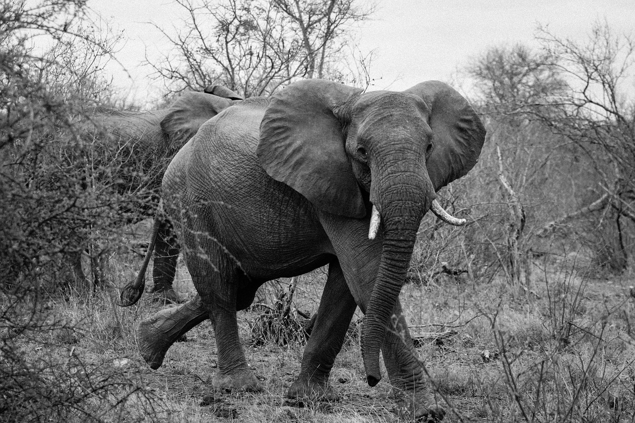 elephant wildlife african free photo