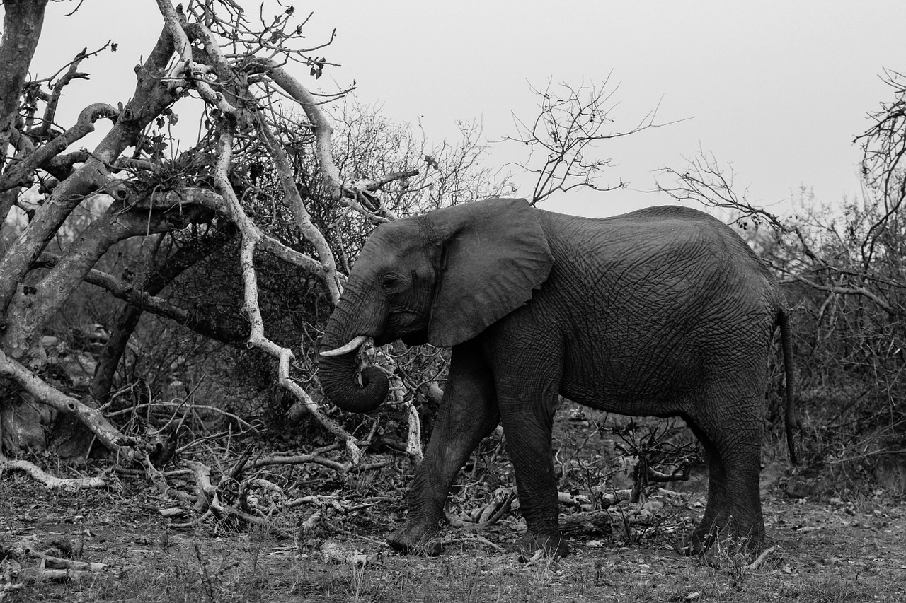 elephant wild africa nature safari free photo