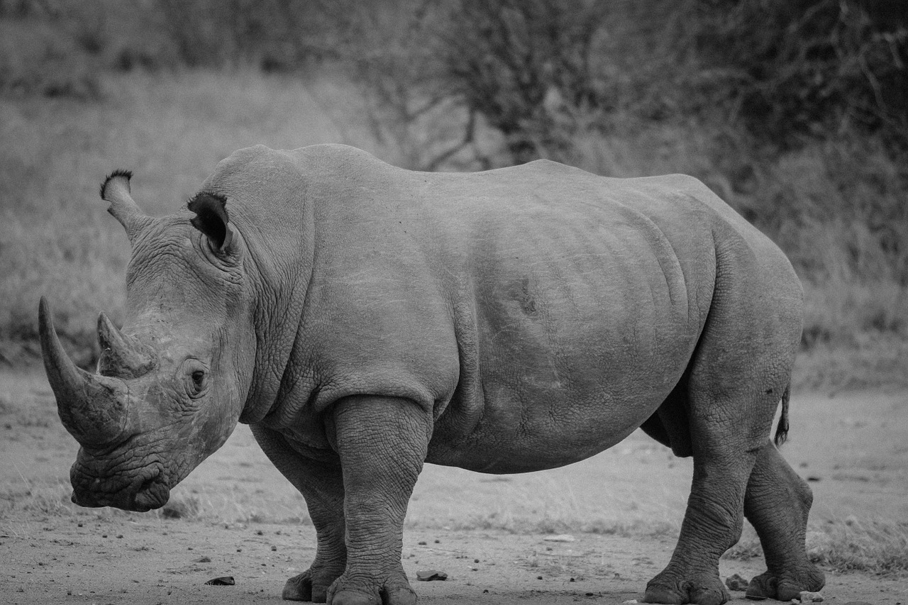 rhinoceros safari rhino free photo