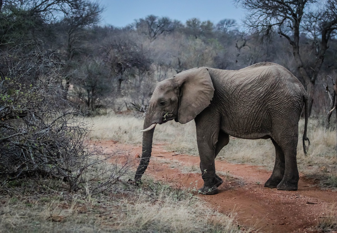 elephant pachyderm wildlife free photo