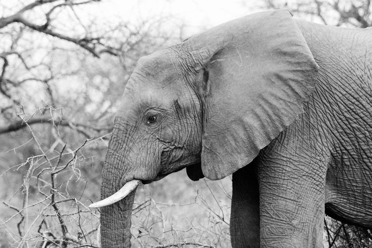 elephant pachyderm wildlife free photo