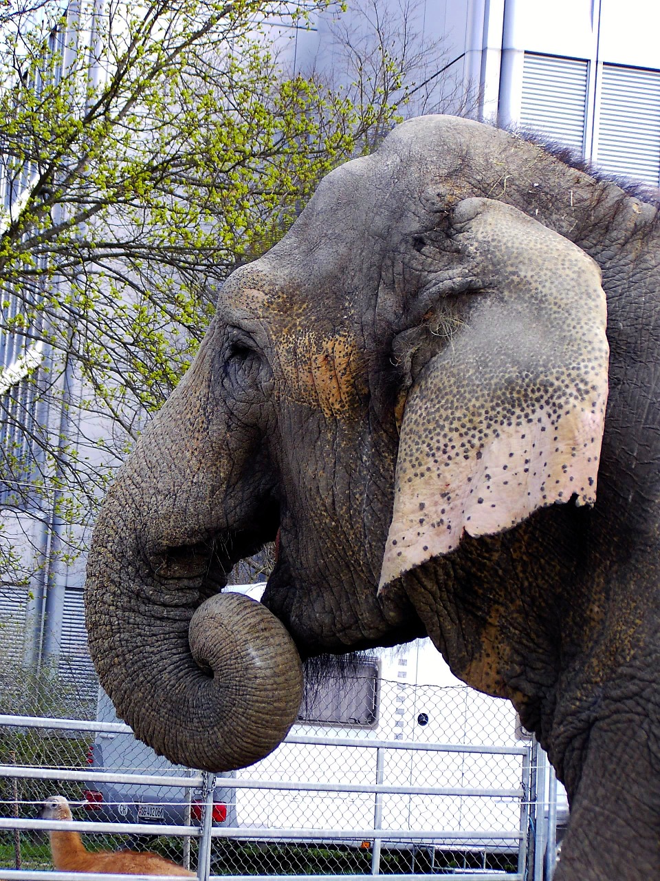 elephant animal zoo free photo