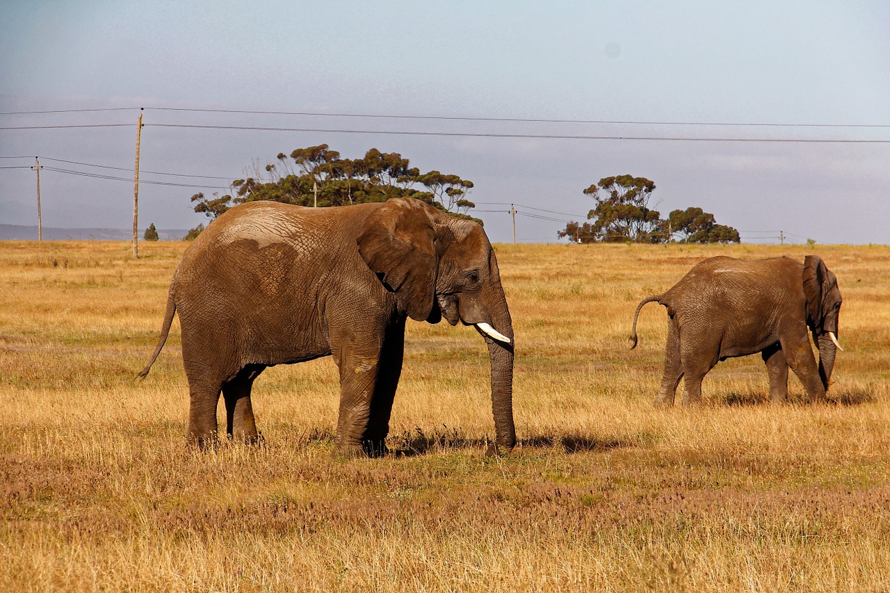 elephant safari africa free photo