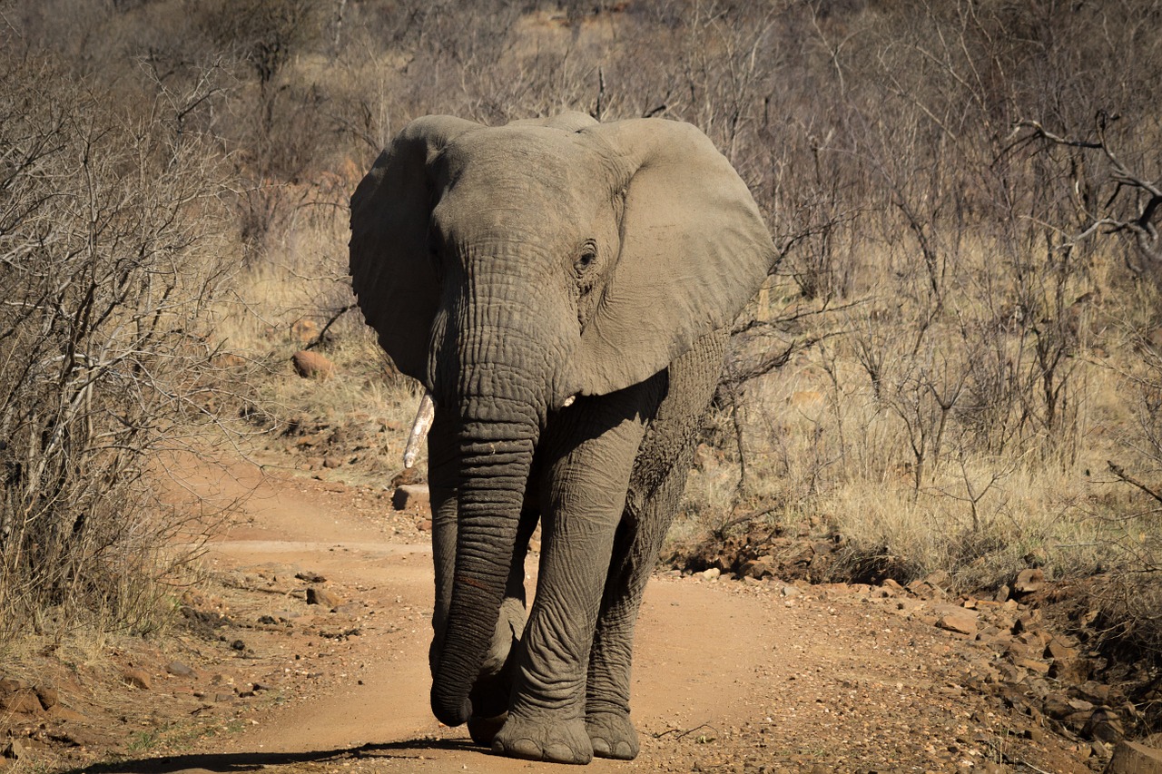 elephant africa wildlife free photo
