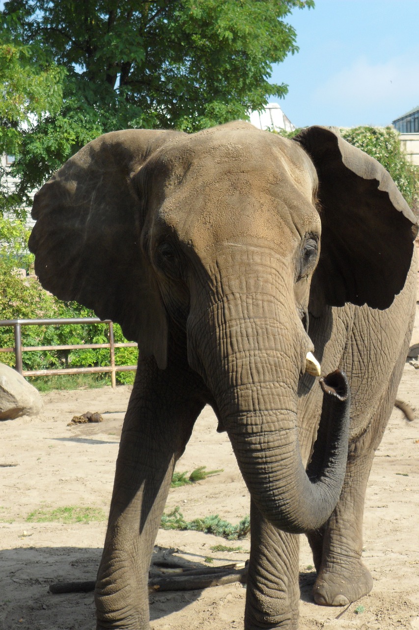 elephant animals zoo free photo