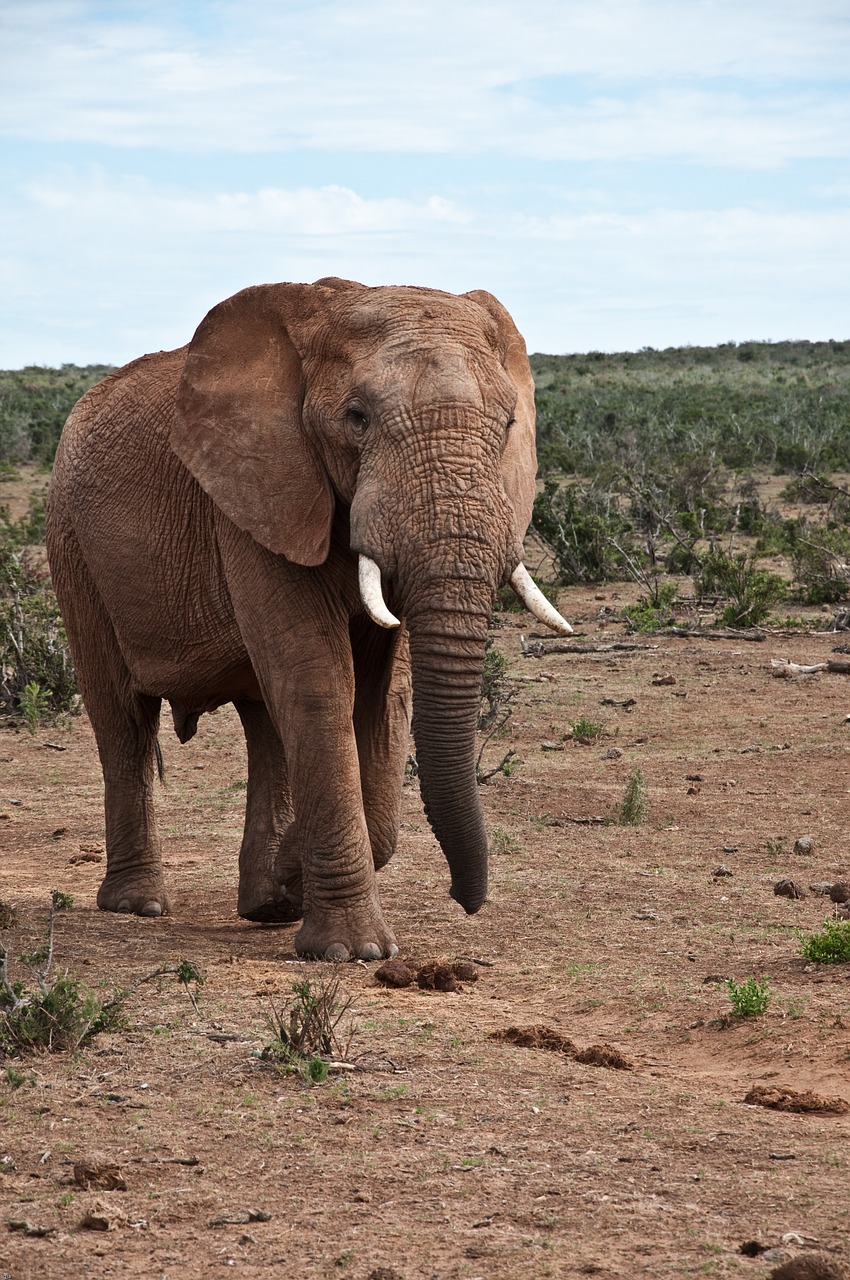 elephant africa wildlife free photo