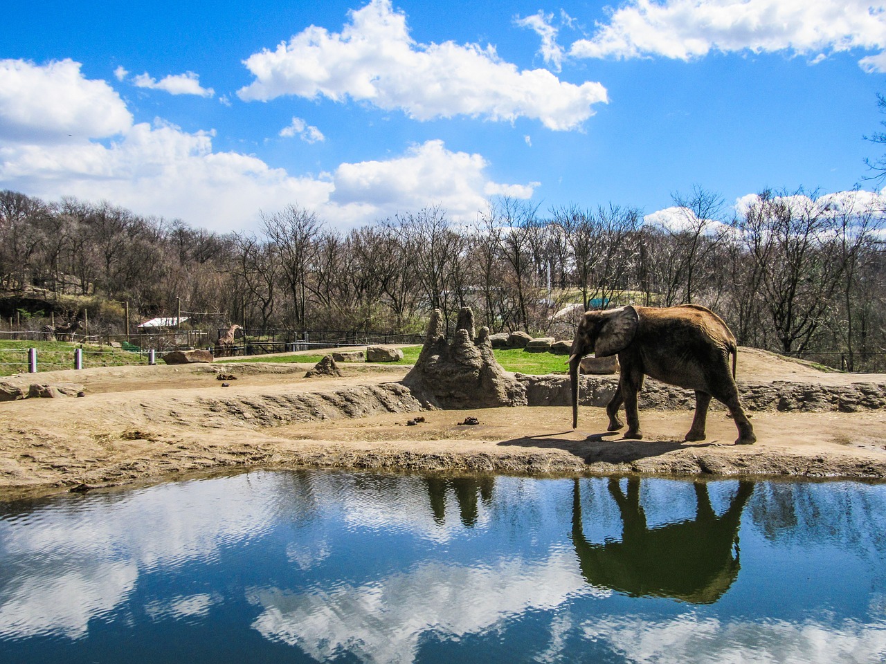 elephant zoo animals free photo