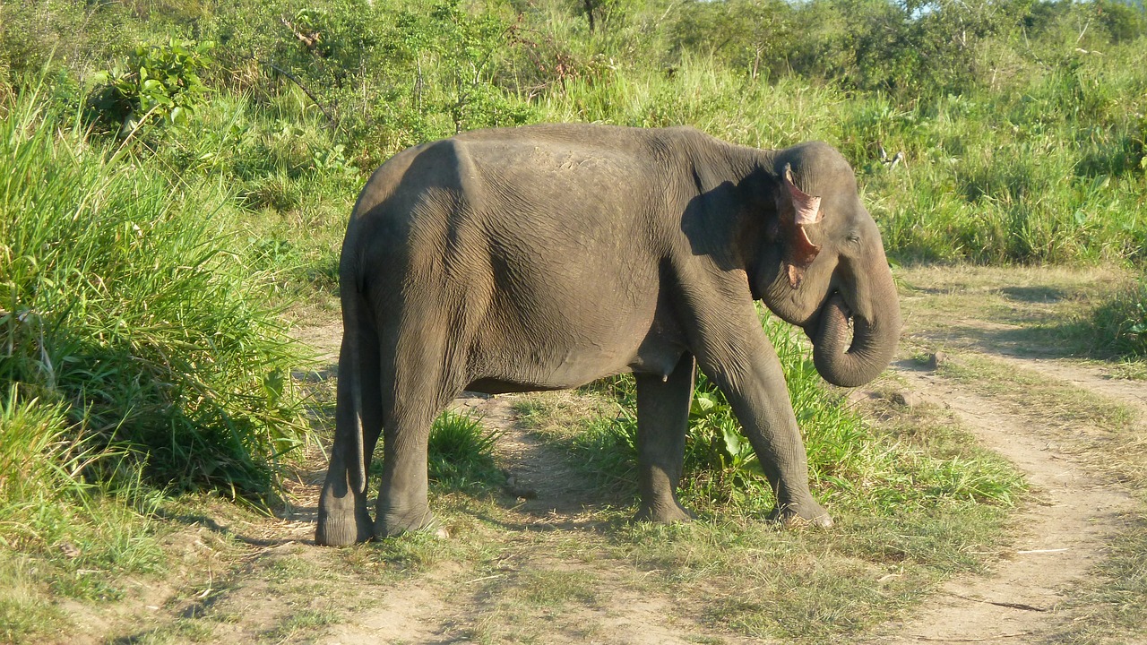 elephant sri lanka national park free photo