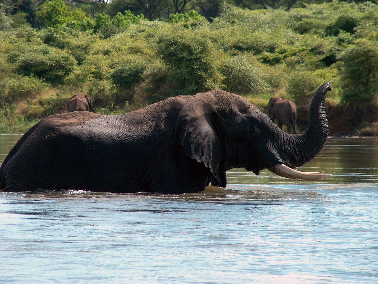 elephant zambia zambezi free photo