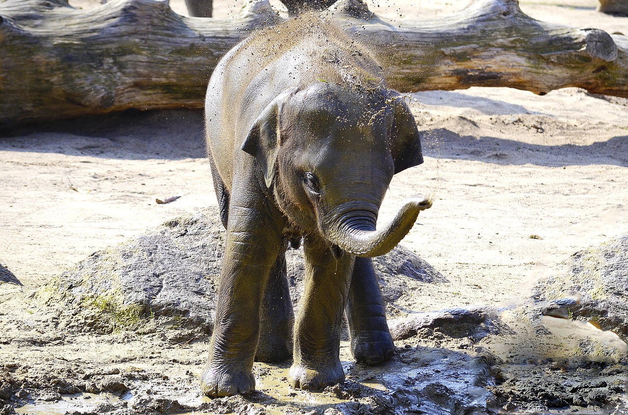 elephant indian elephant baby elephant free photo