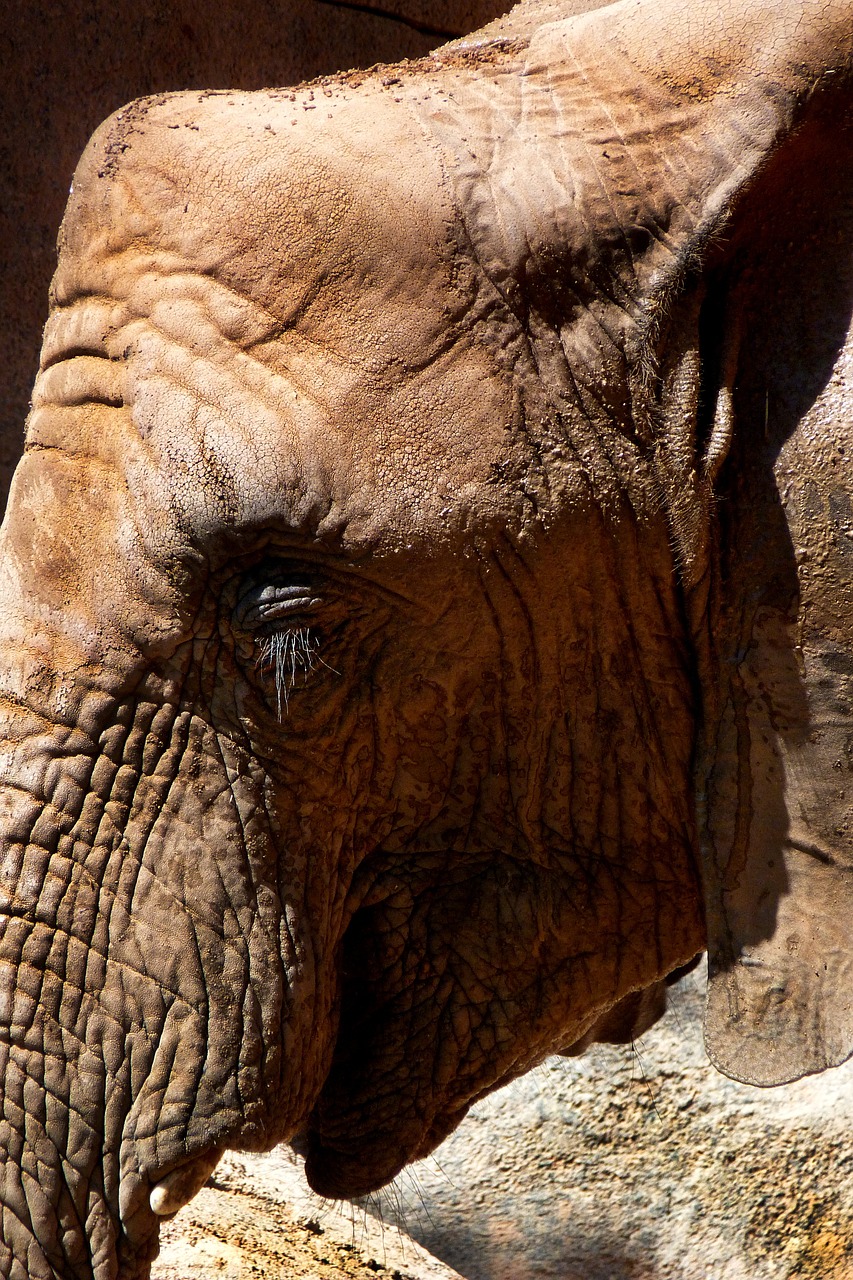 elephant animals africa free photo