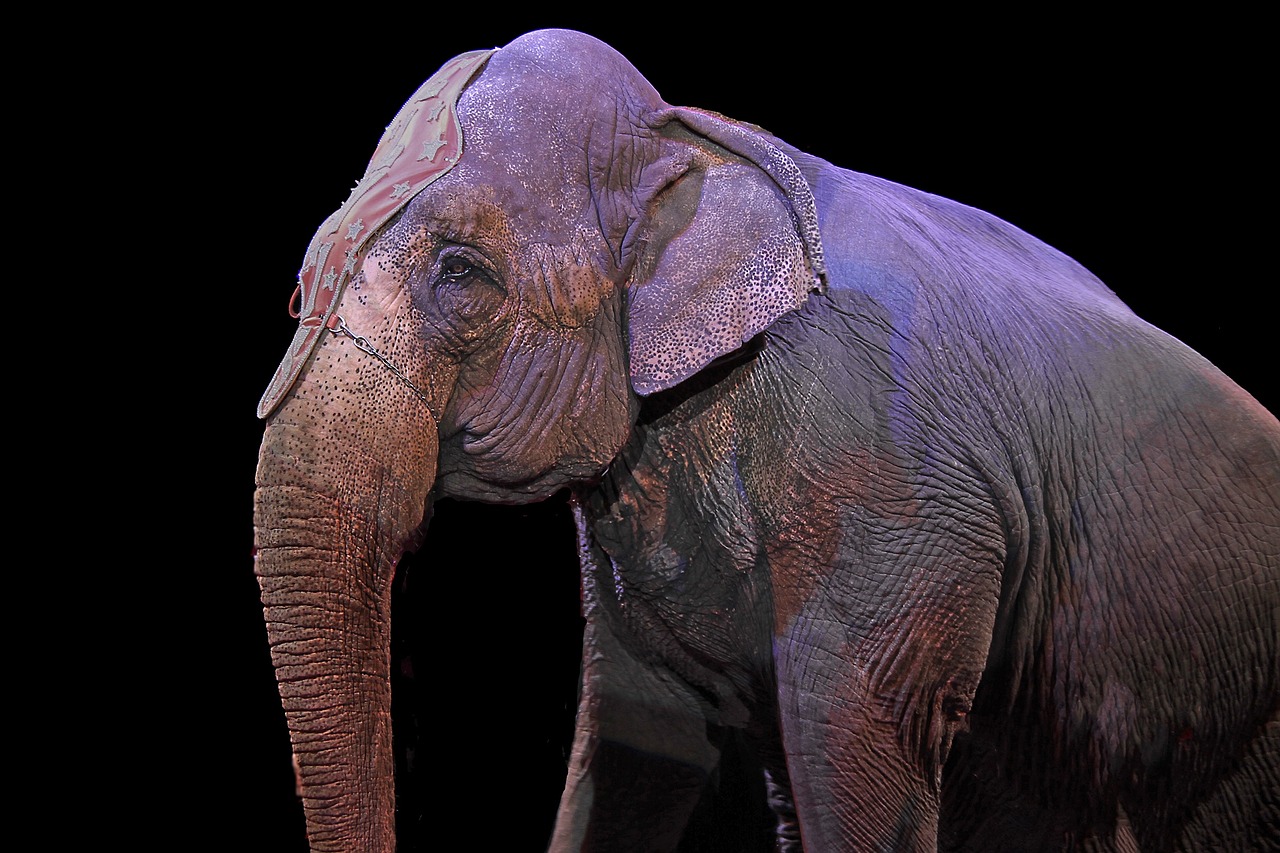 elephant pachyderm circus free photo