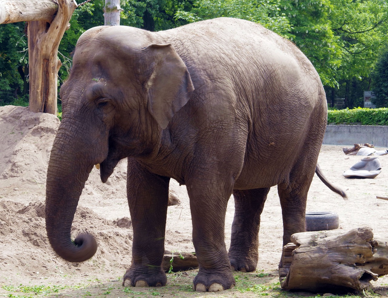 elephant large mammal indonesian free photo