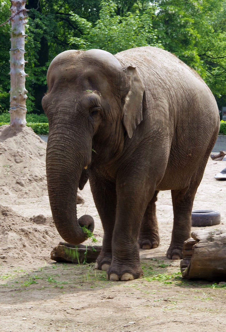 elephant large mammal indonesian free photo