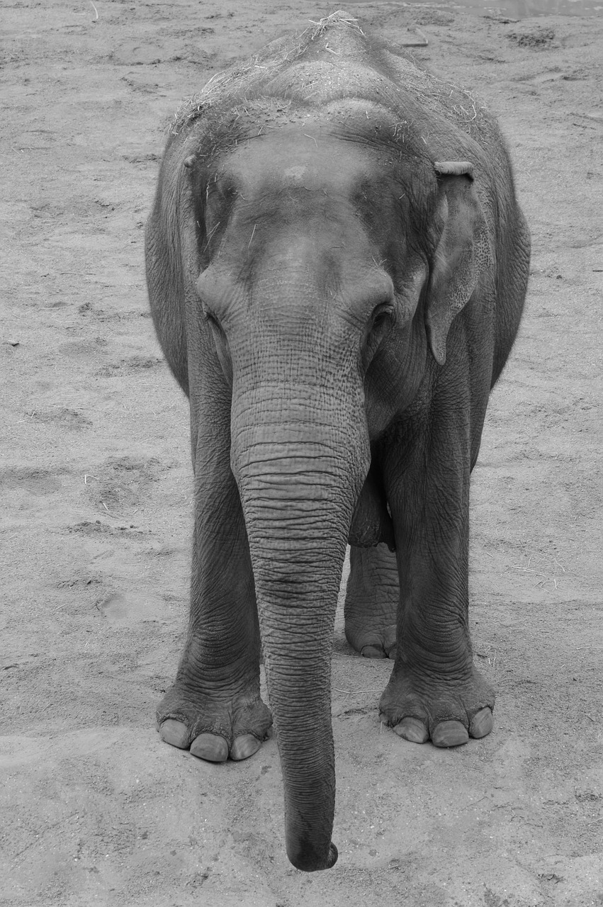 elephant animal trunk free photo