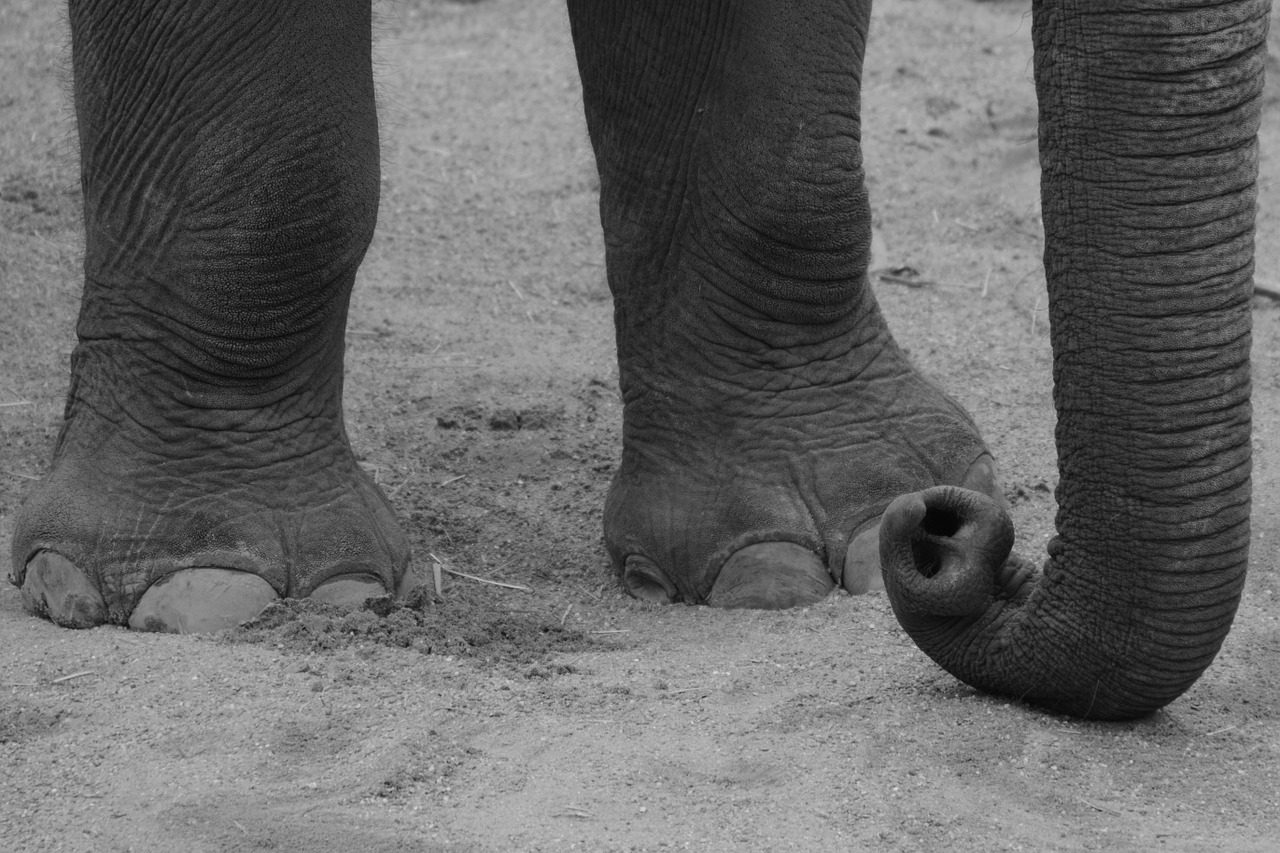 elephant animal trunk free photo