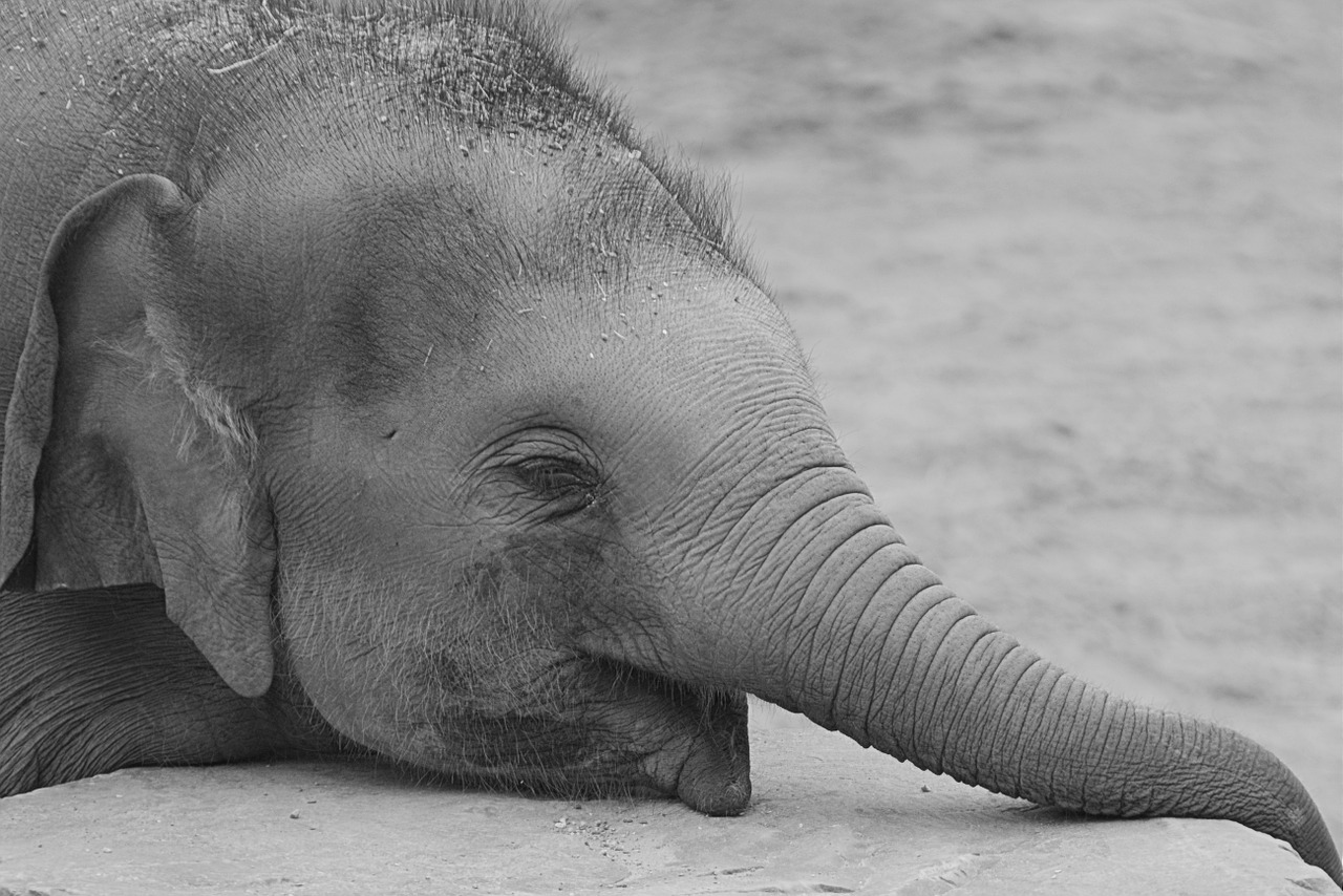 elephant animal trunk free photo