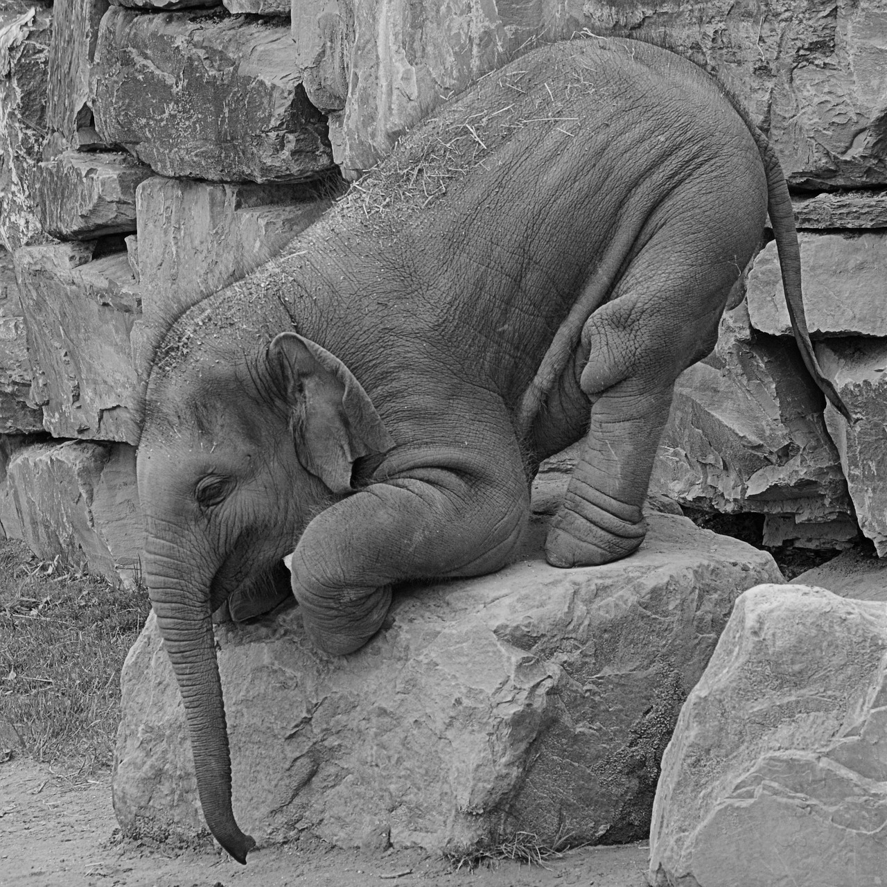 elephant animal trunk free photo