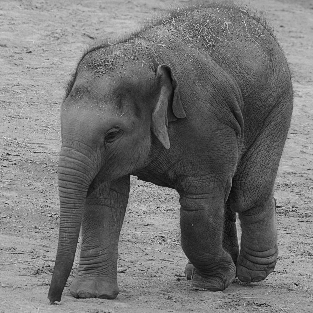 elephant animal trunk free photo