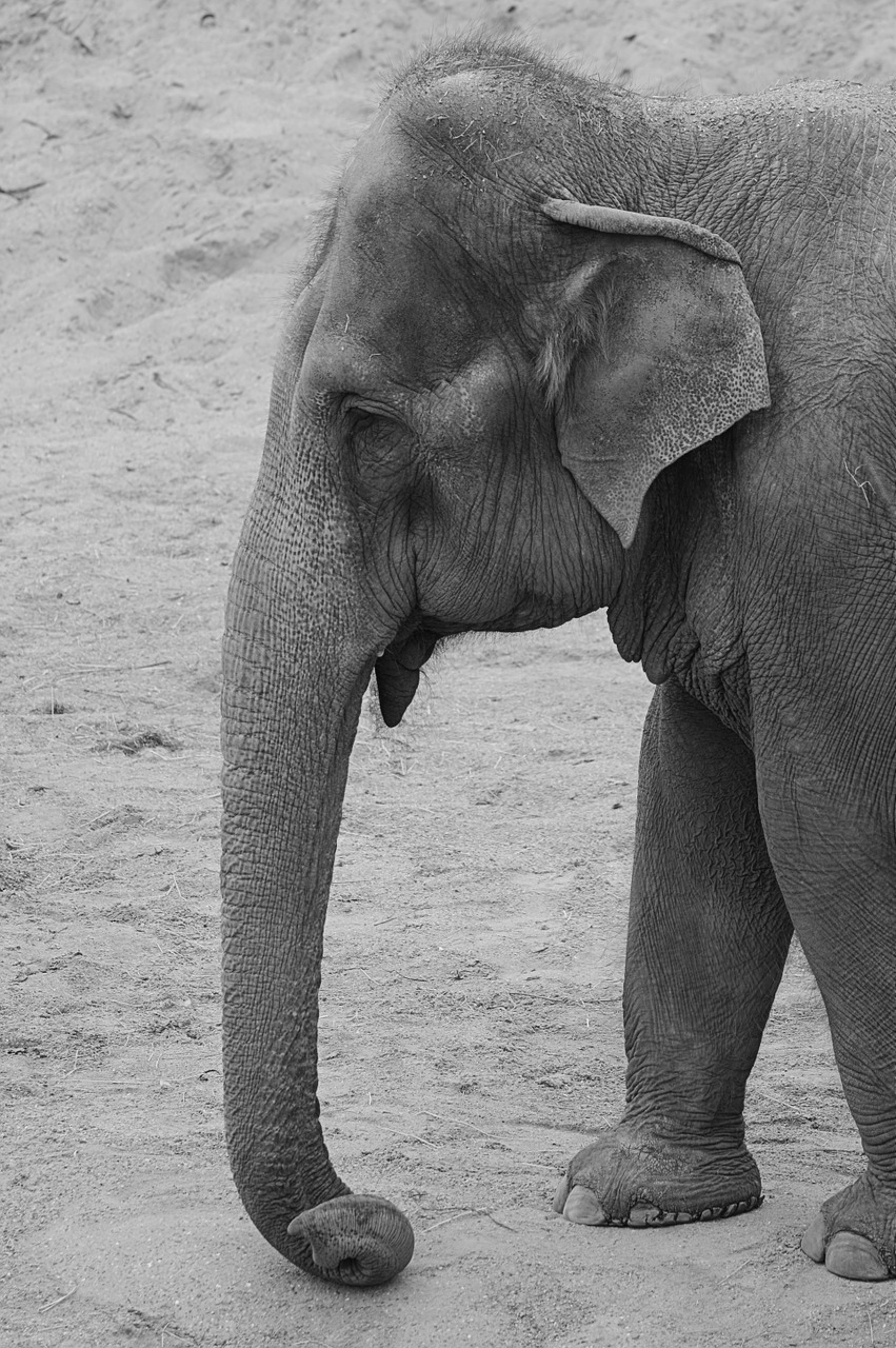 elephant animal trunk free photo