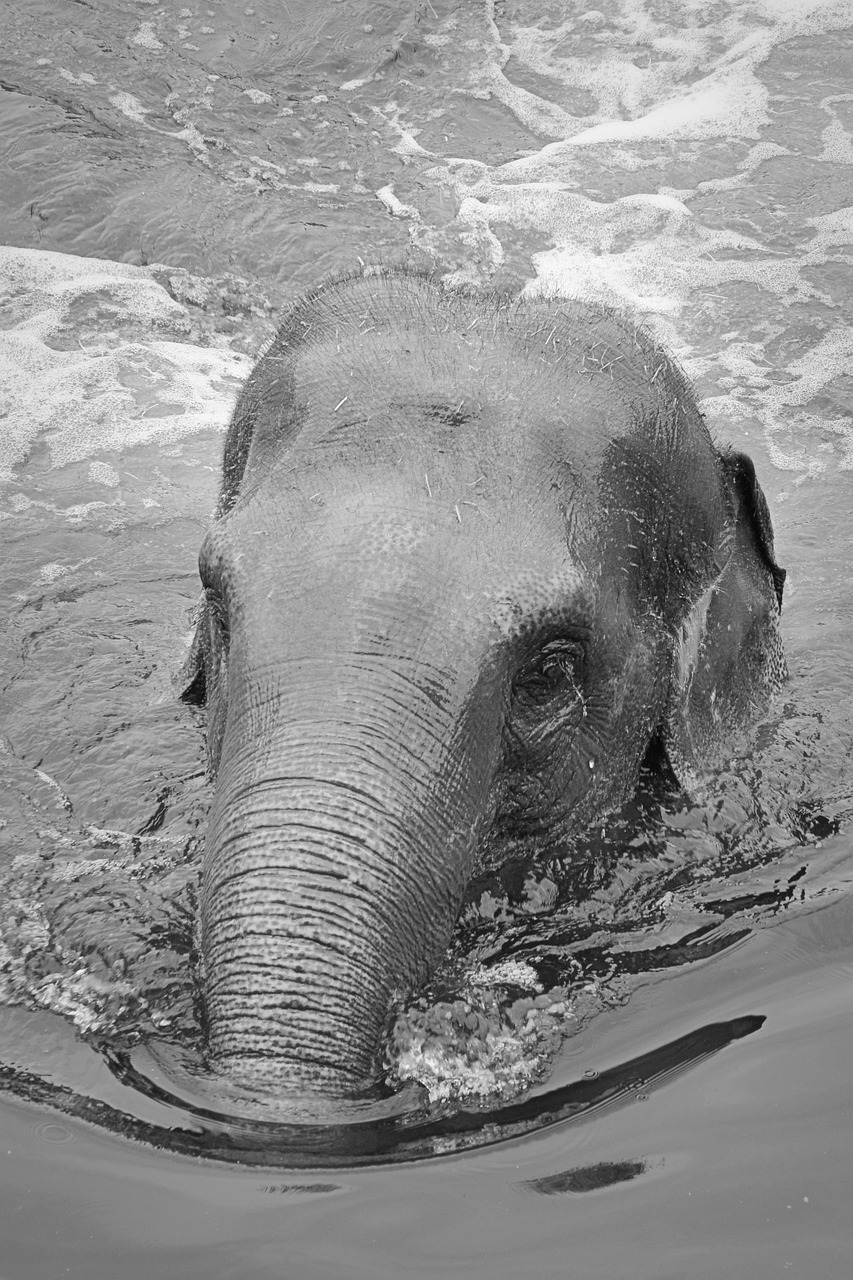 elephant animal trunk free photo