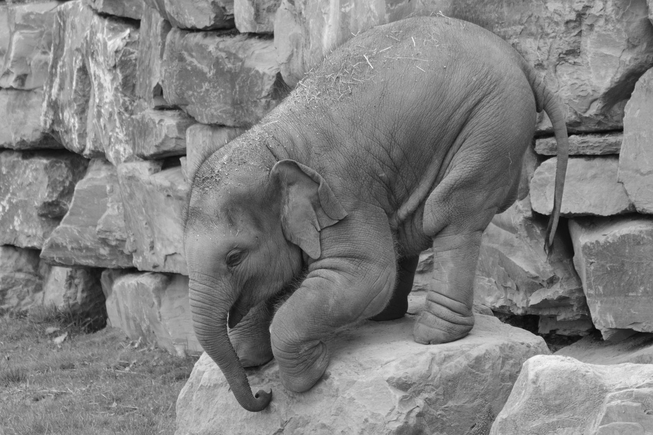 elephant trunk animal free photo