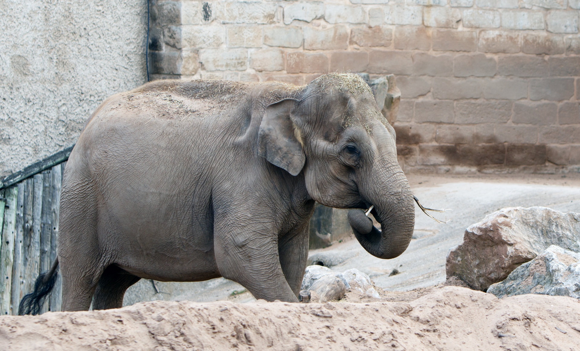 elephant baby young free photo