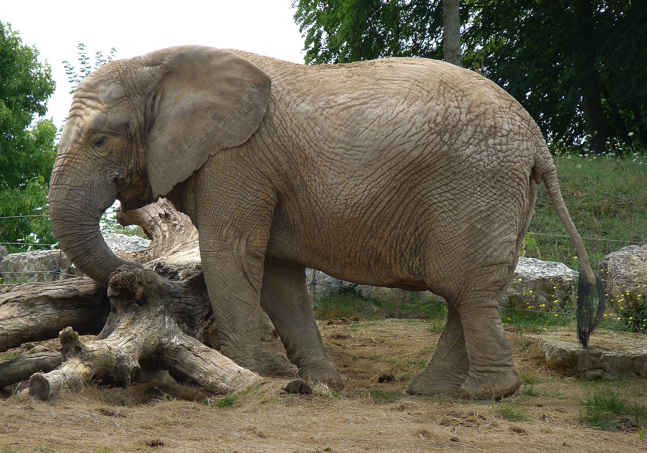 elephant pachyderm mammal free photo