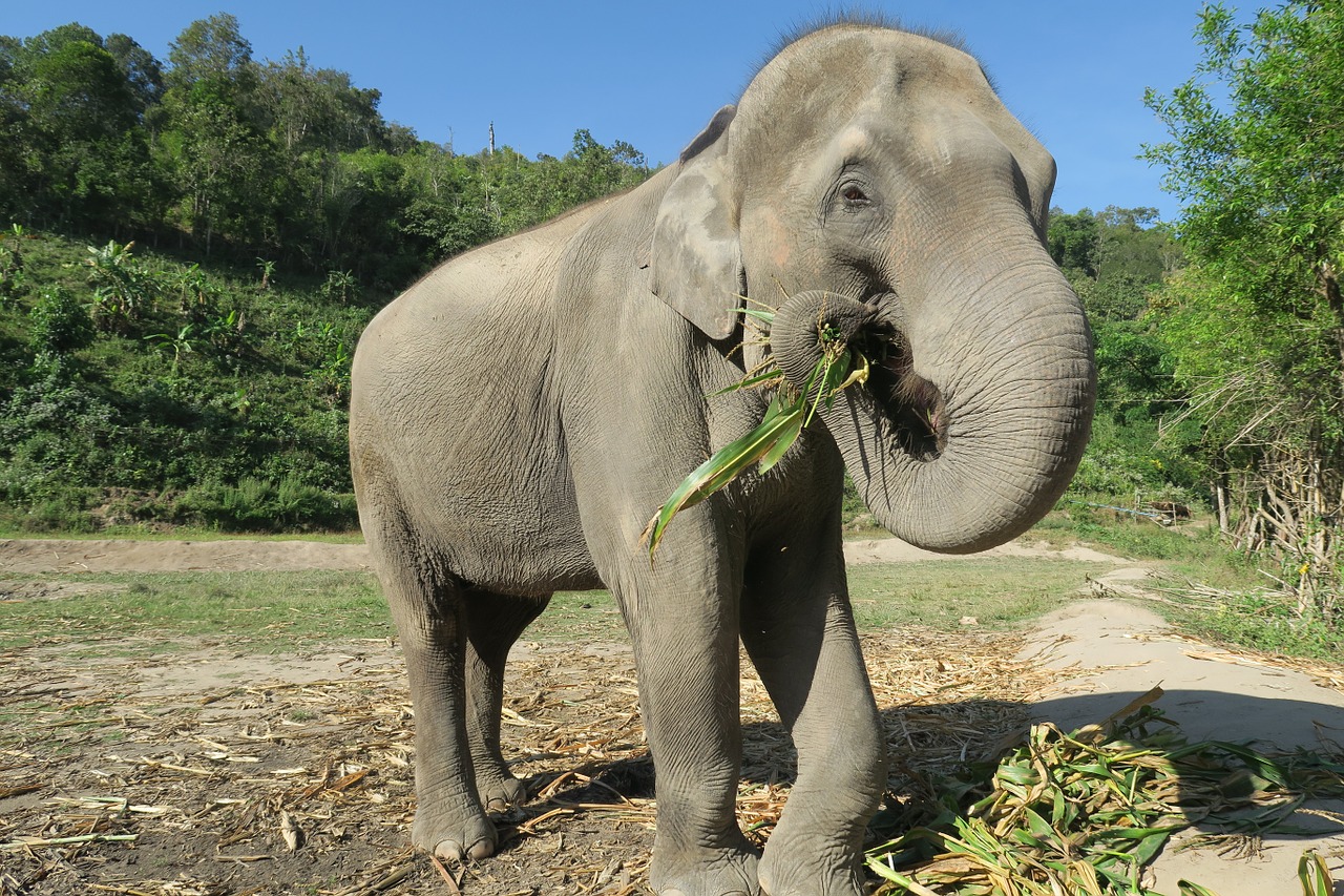 elephant thailand elephant eating free photo