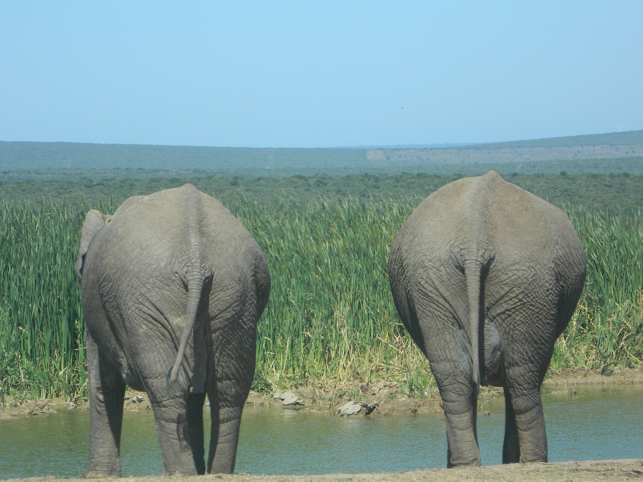 elephant nature south africa free photo