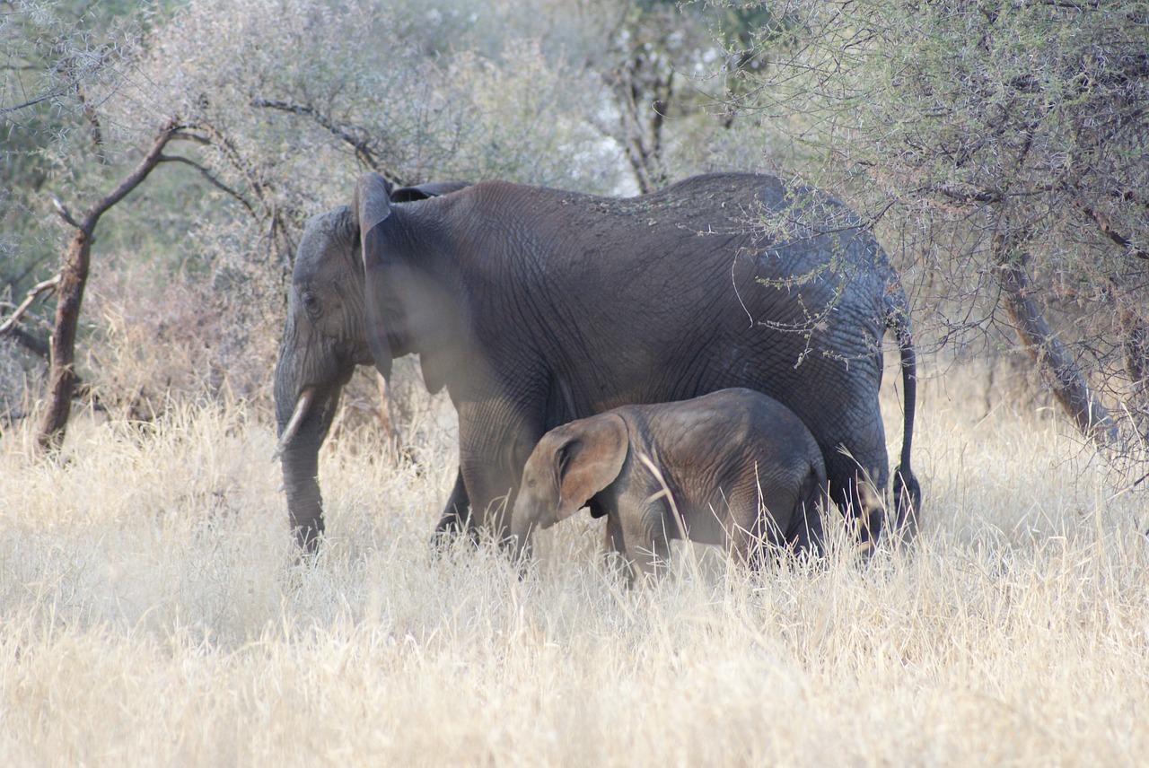 elephant baby mom free photo