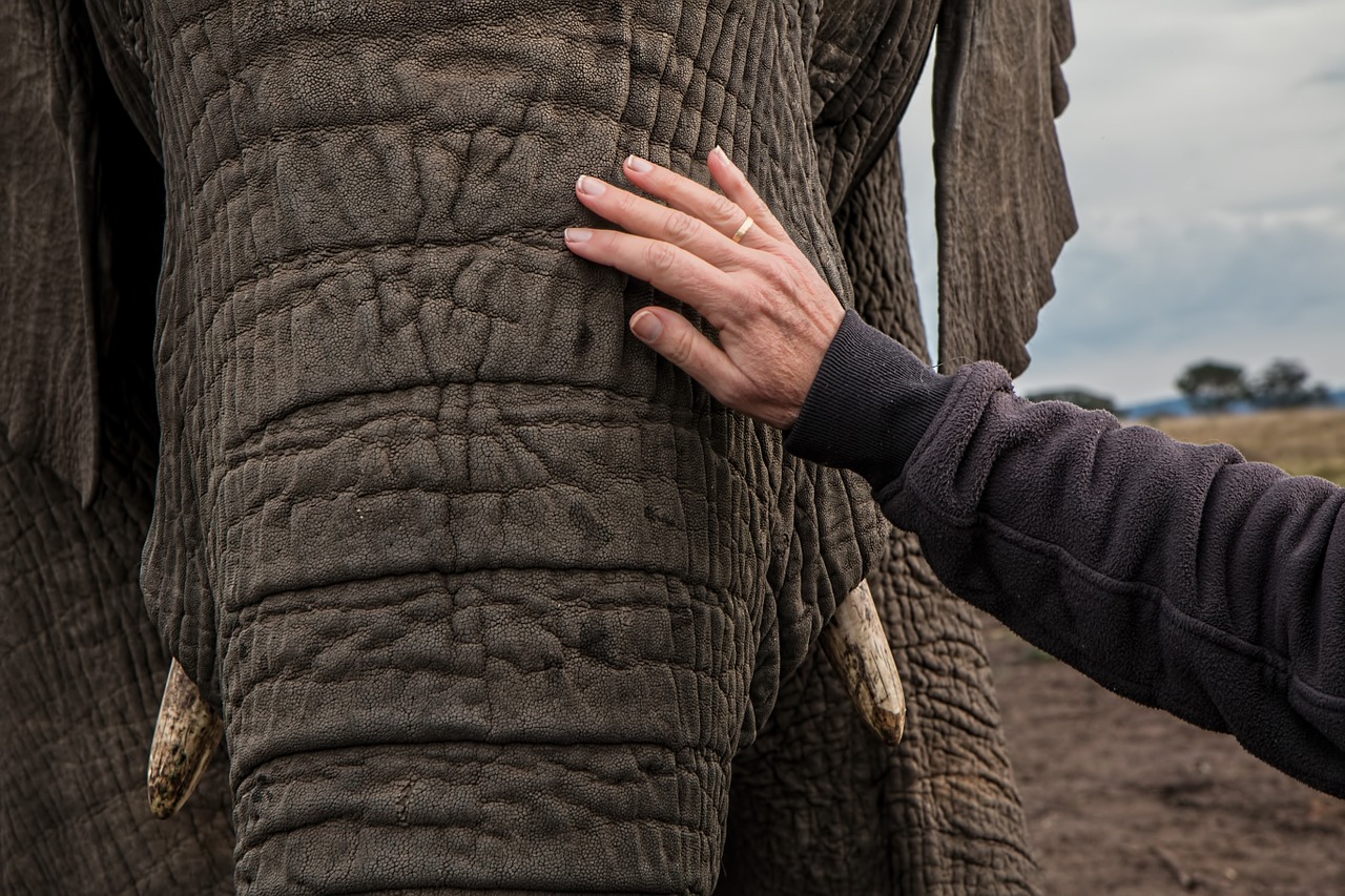 elephant trunk skin care free photo