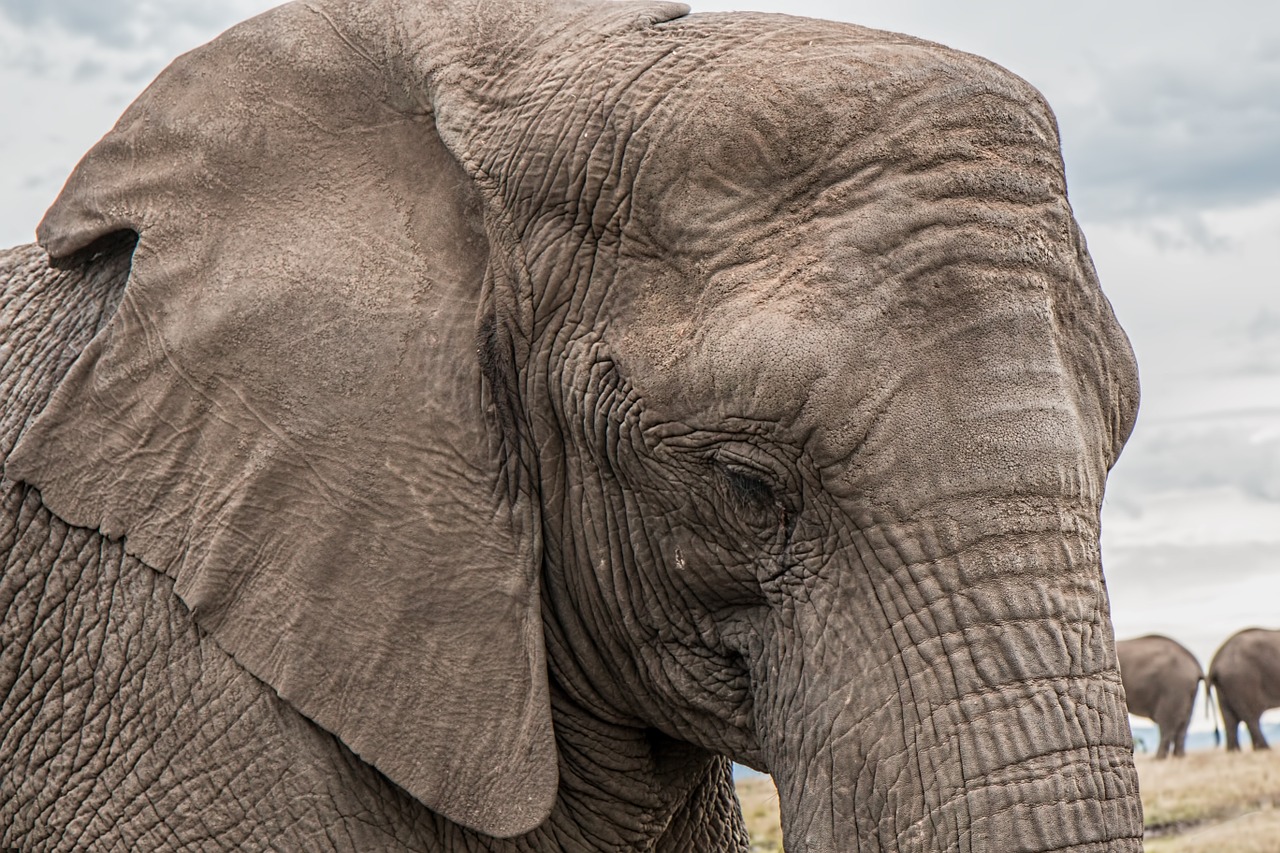 elephant trunk skin care free photo