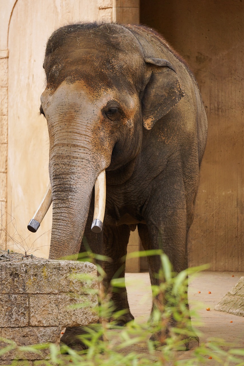 elephant structure tusks free photo