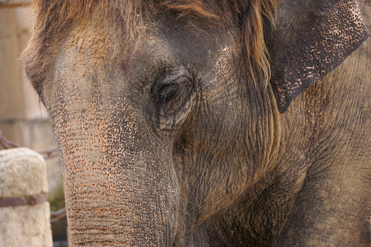 elephant structure tusks free photo