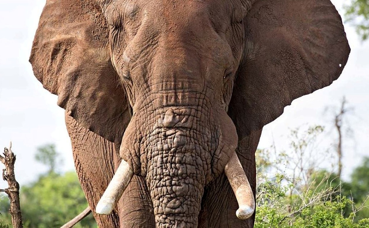 elephant africa tusk free photo